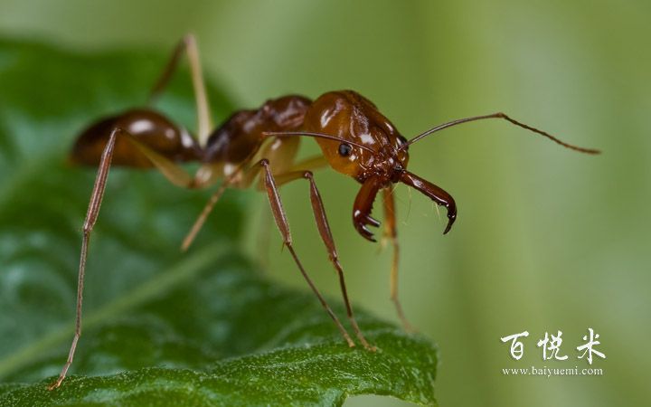 咖啡渣不知道怎么处理？八个小妙招教你合理利用